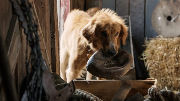 Egy kutya négy élete: Jövő januárban érkezik a mozikba a családi film